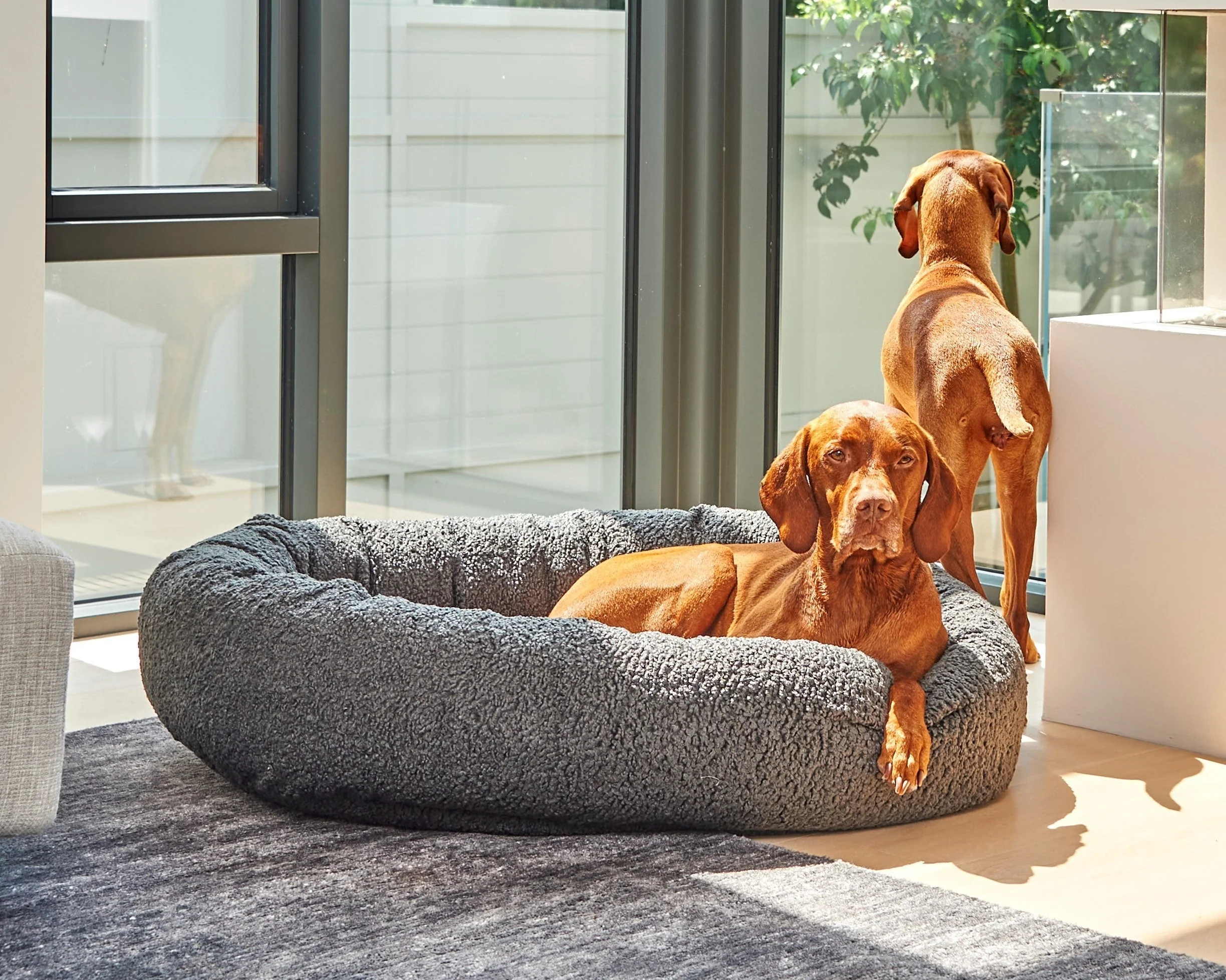 Donut Bed - Designer Prints 2