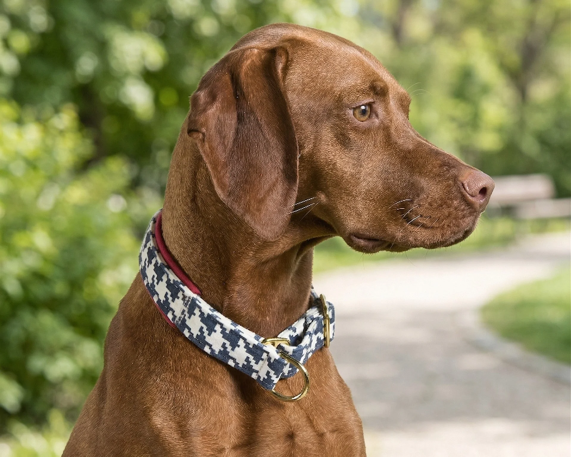 Designer Slip Collar 2